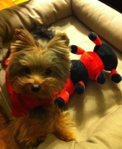 teacups puppies boutique