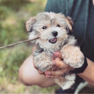 teacups puppies boutique