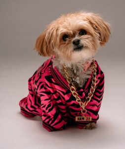 Morkie puppies for adoption 