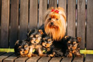 tiny teacup dogs for sale