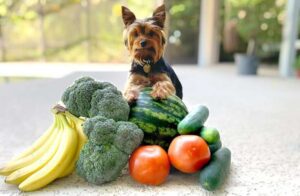 Morkie puppies for adoption 