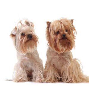 Morkie puppies for adoption 