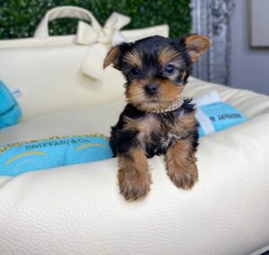 Morkie puppies for adoption