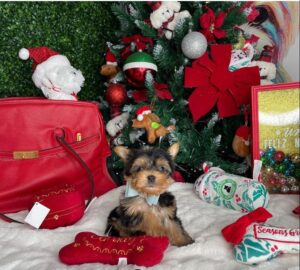 tiny teacup dogs for sale