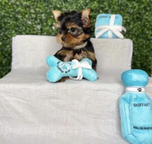 tiny teacup maltese