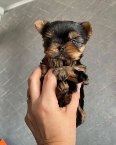 tiny teacup dogs for sale in UK