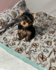 tiny teacups puppies for sale