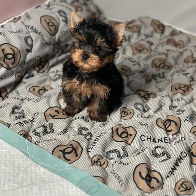 tiny teacups puppies for sale