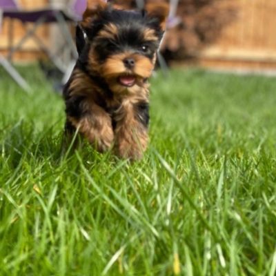 tiny teacup dogs for sale in UK