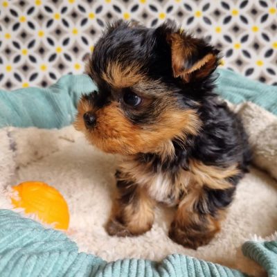 tiny teacup dogs for sale in UK